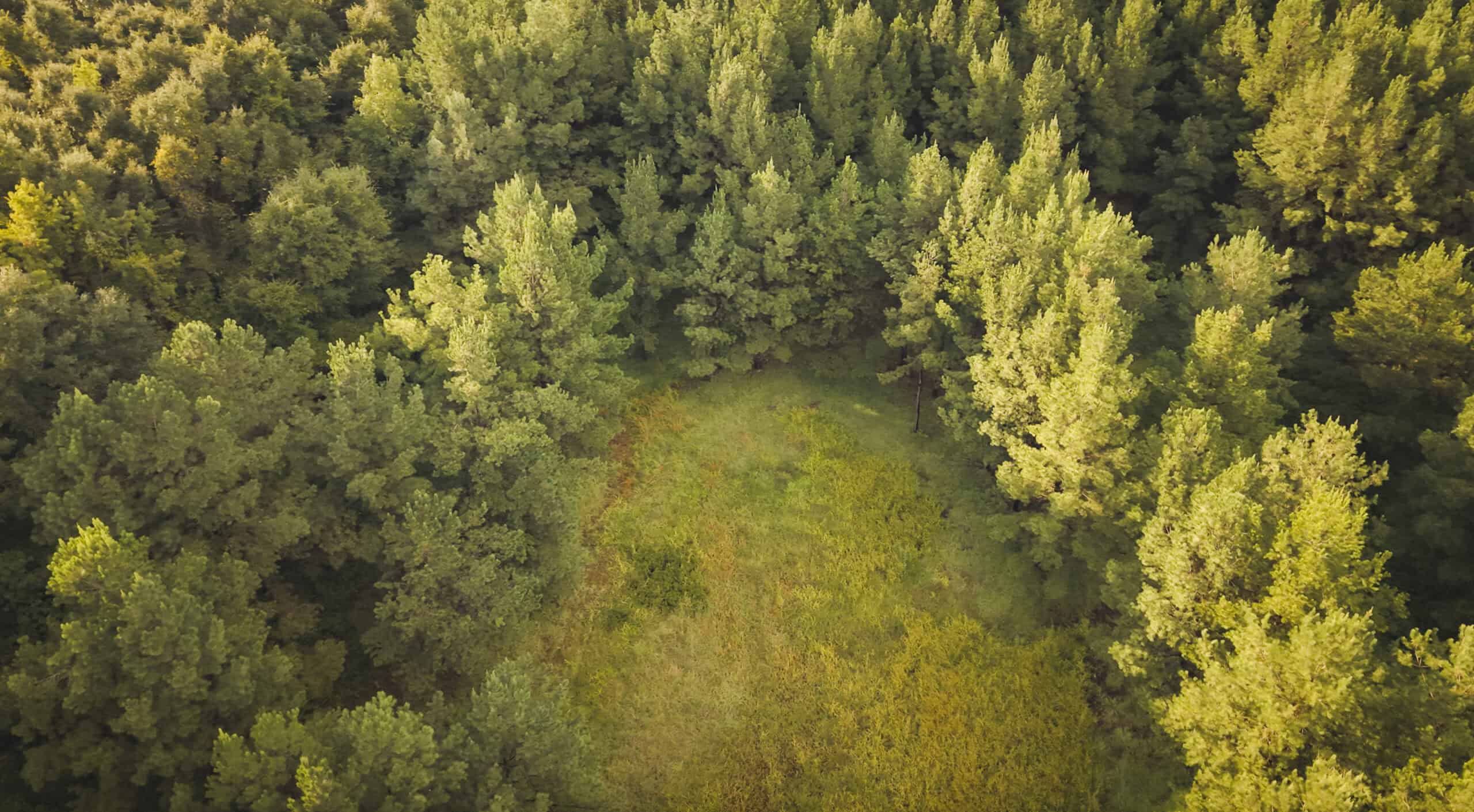 River Trails 127 | 127 Acres | Montezuma, GA